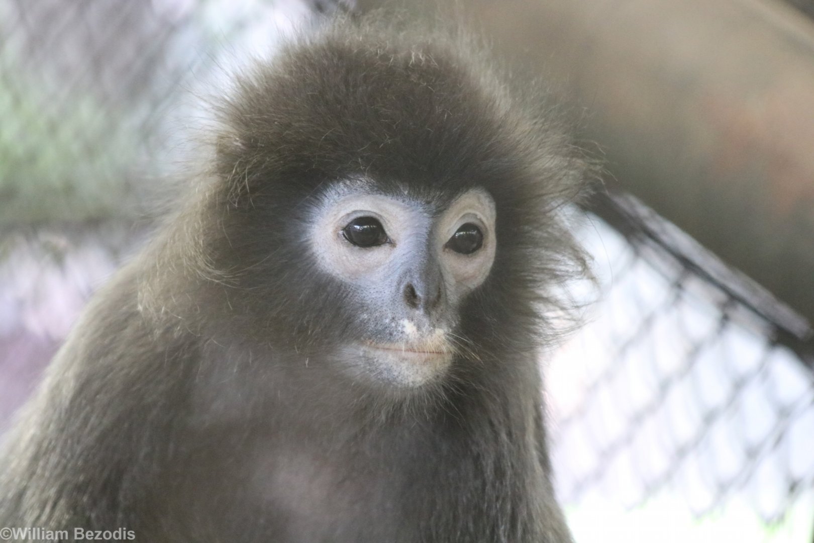 Phayre's Langur