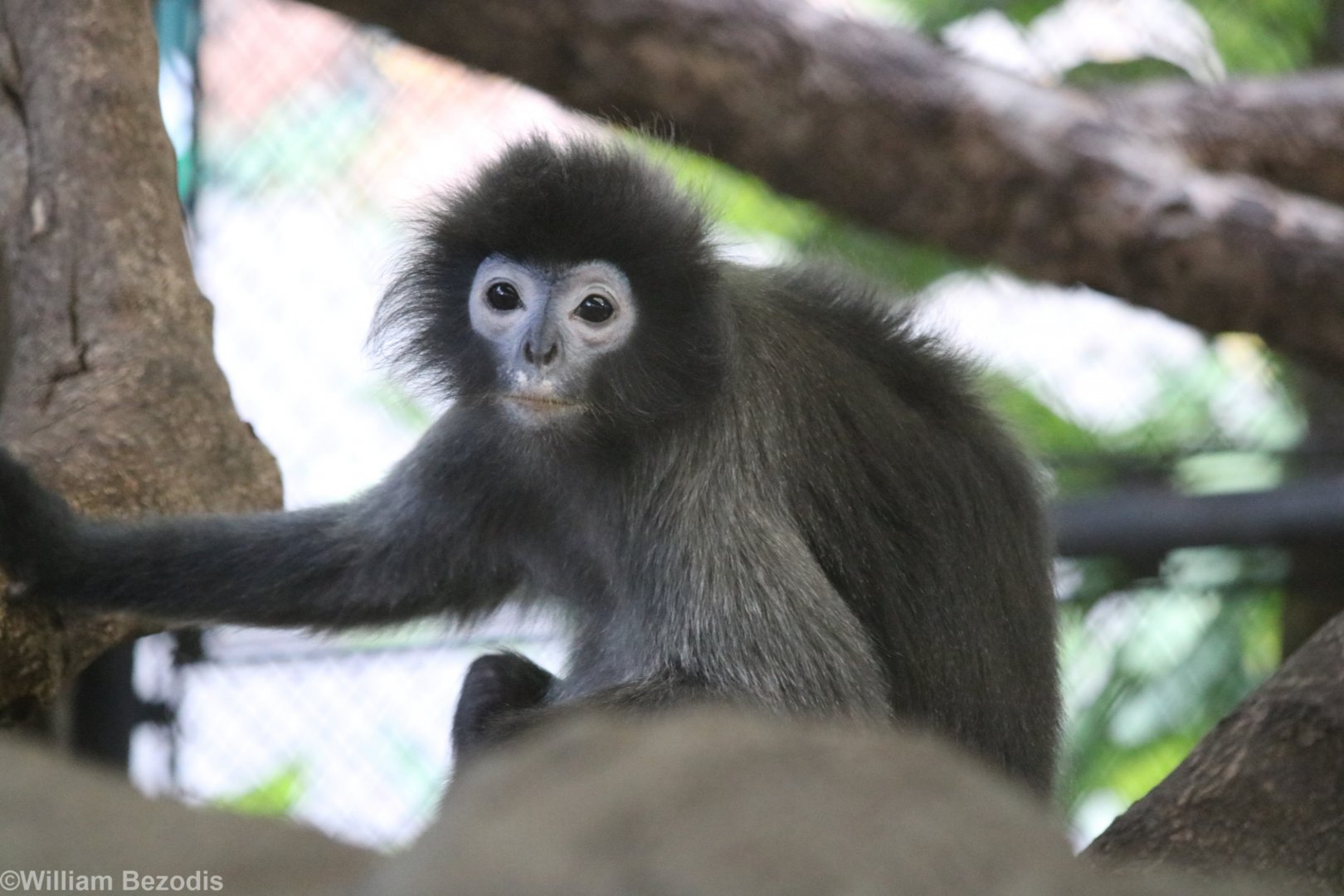 Phayre's Langur