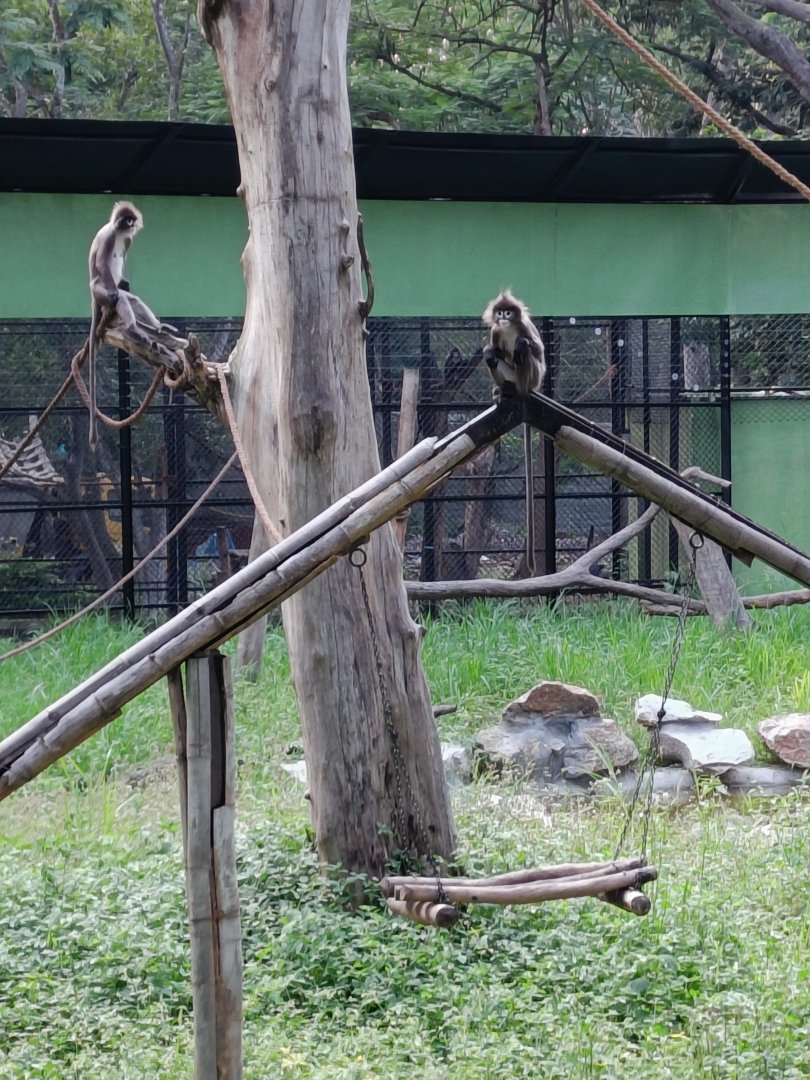 Phayre's Leaf Langur