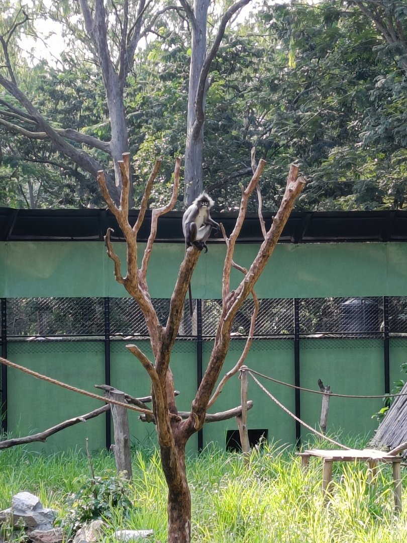 Phayre's Leaf Langur