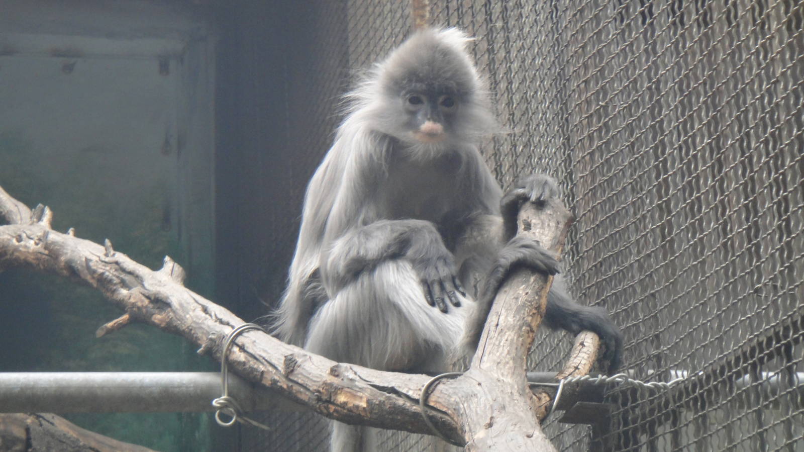 Phayre's leaf monkey at Kunming zoo 2014-5-12
