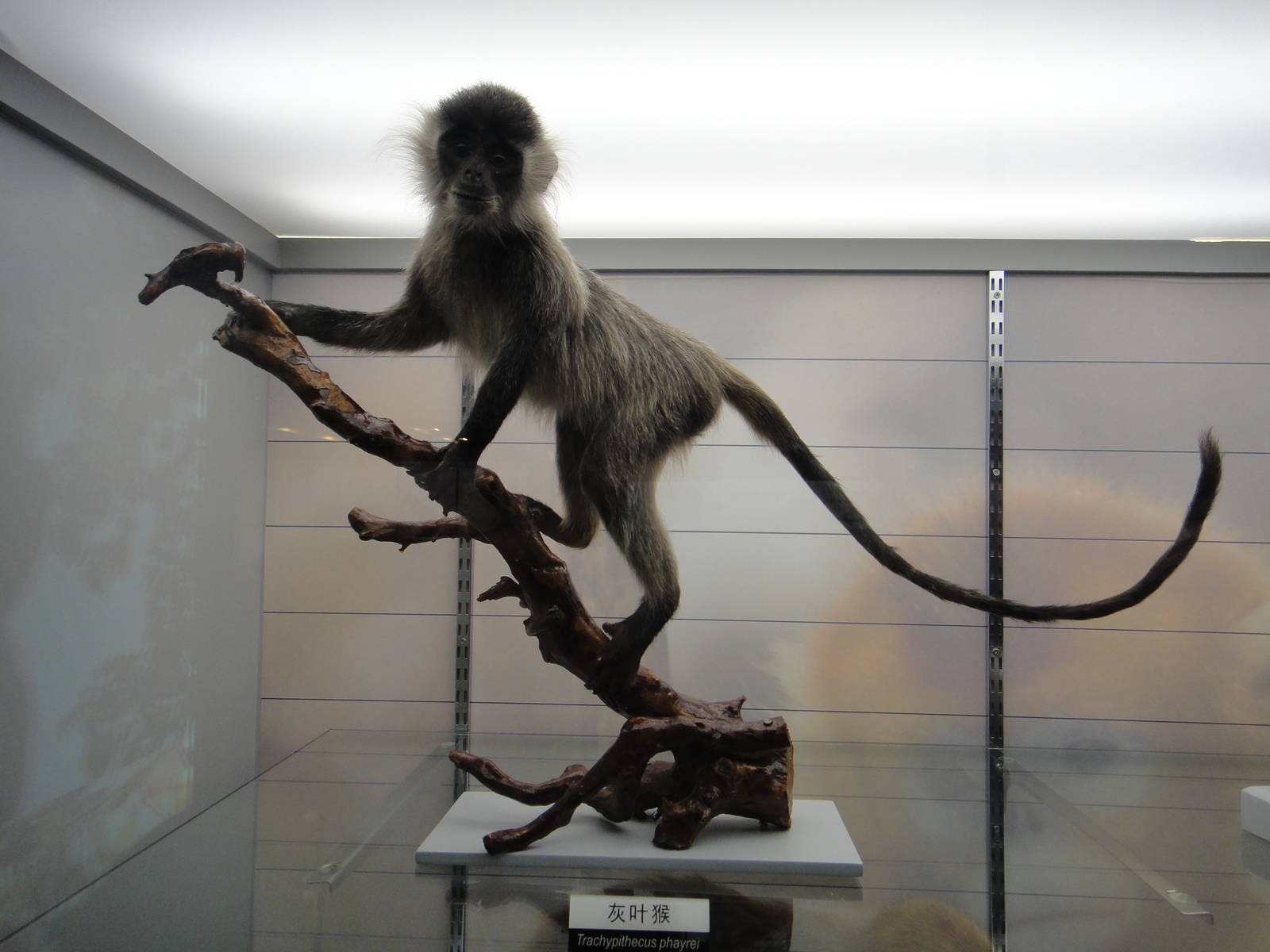 Phayre's leaf-monkey(Presbytis phayrei)