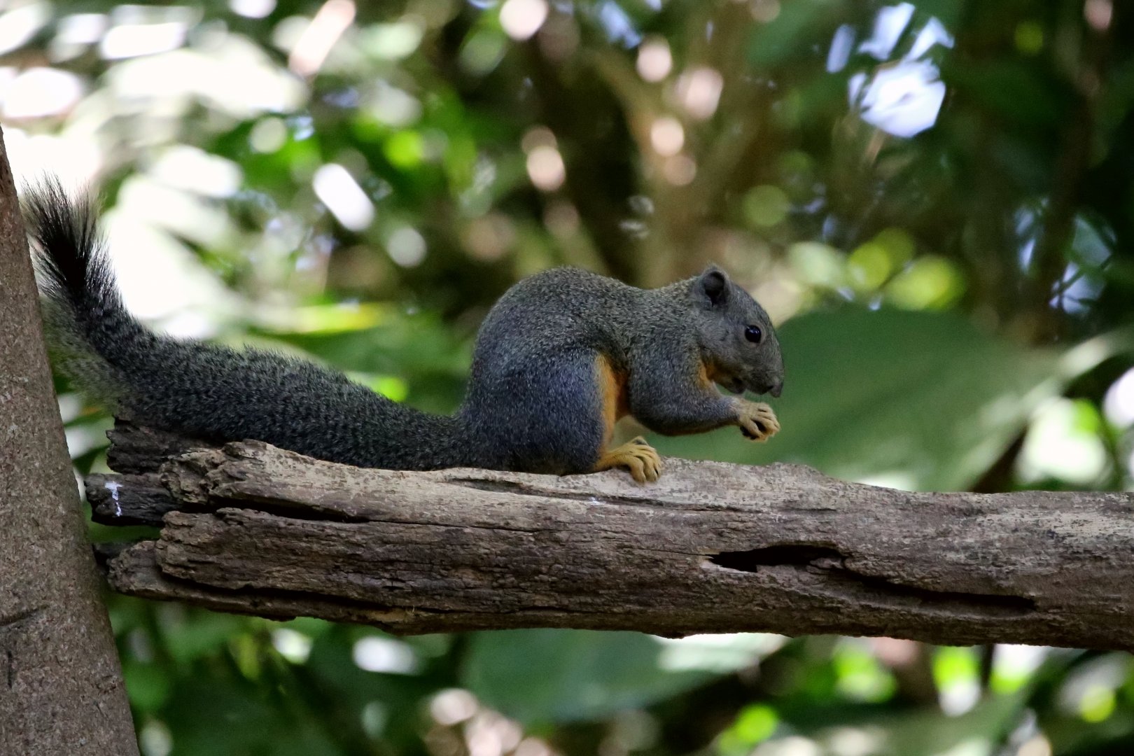 Phayre's Squirrel (Callosciurus phayrei)
