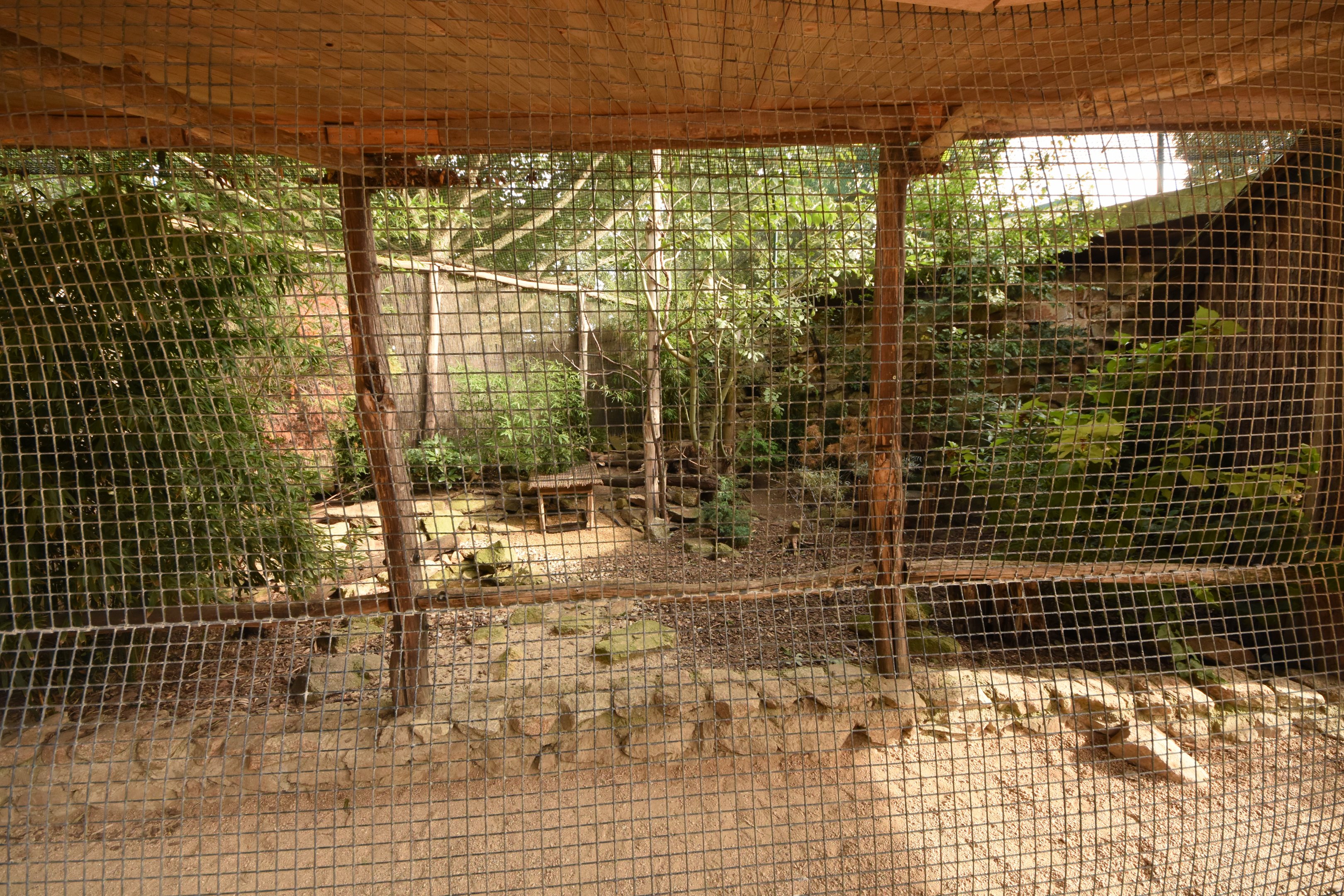 Pheasant and Bamboo partridge aviary