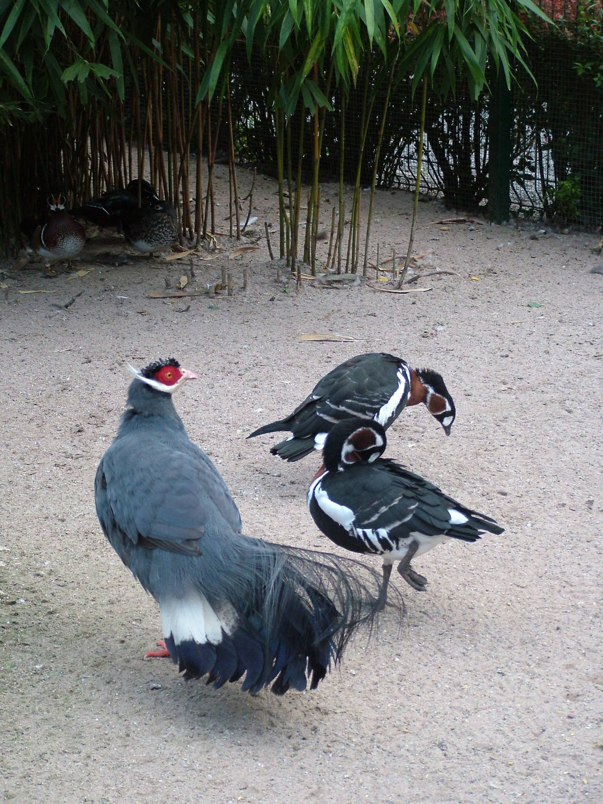 Pheasant and Geese at Vogelpark Heddesheim, 06/09/10