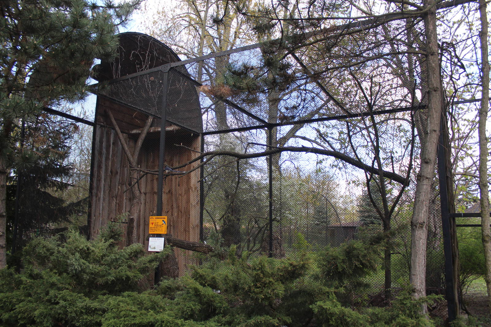 Pheasant and magpie aviary, April 2015