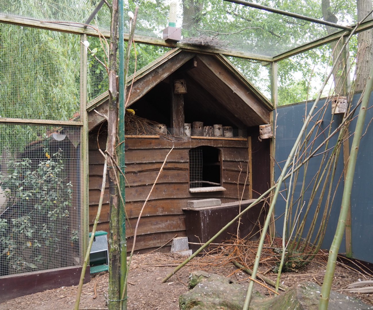 Pheasant and parakeet barn, 2019-05-25