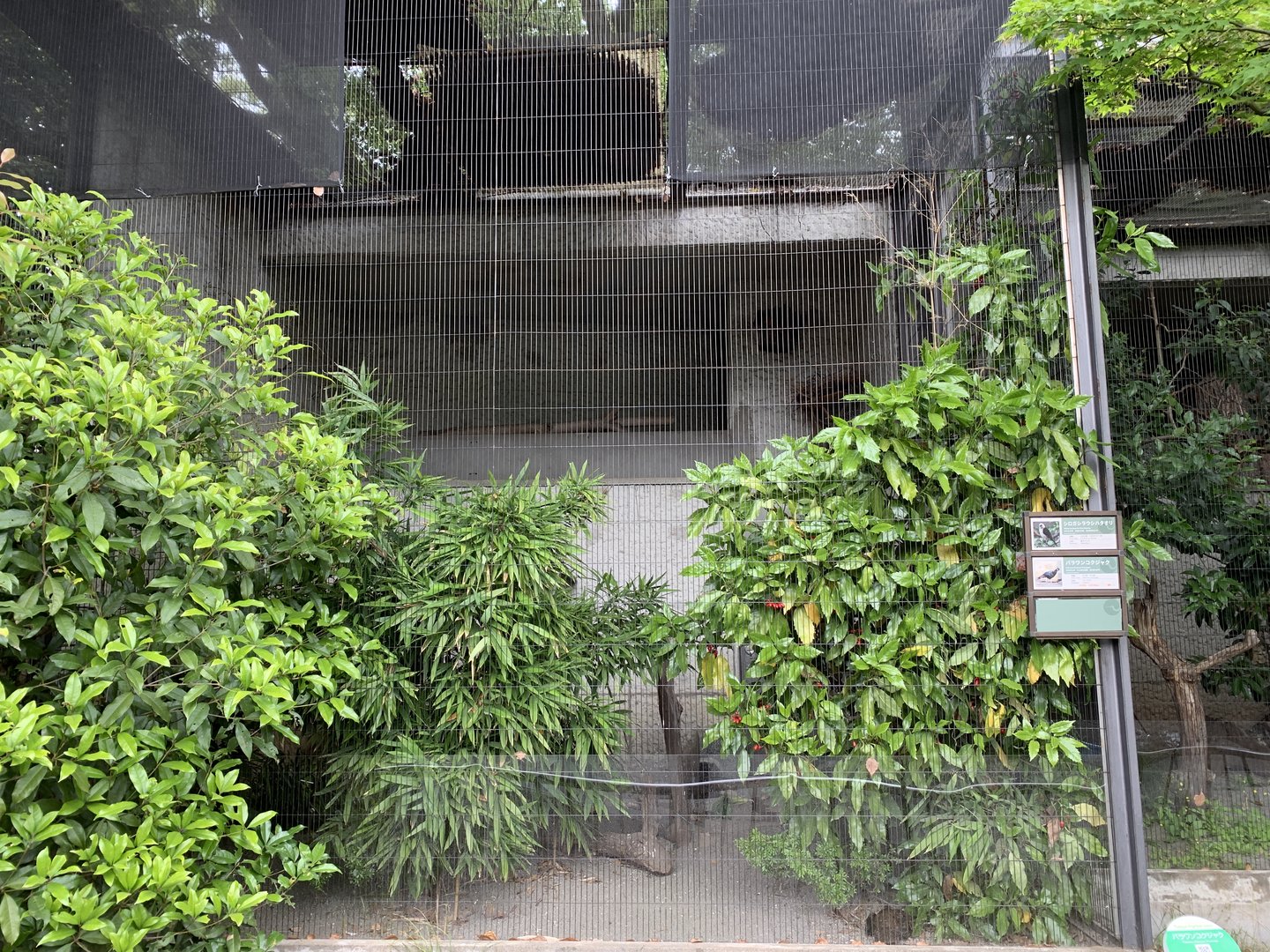 Pheasant and Weaver Aviary