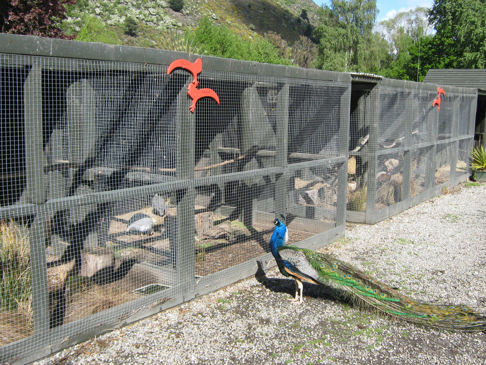 pheasant aviaries and free-roaming peacocks