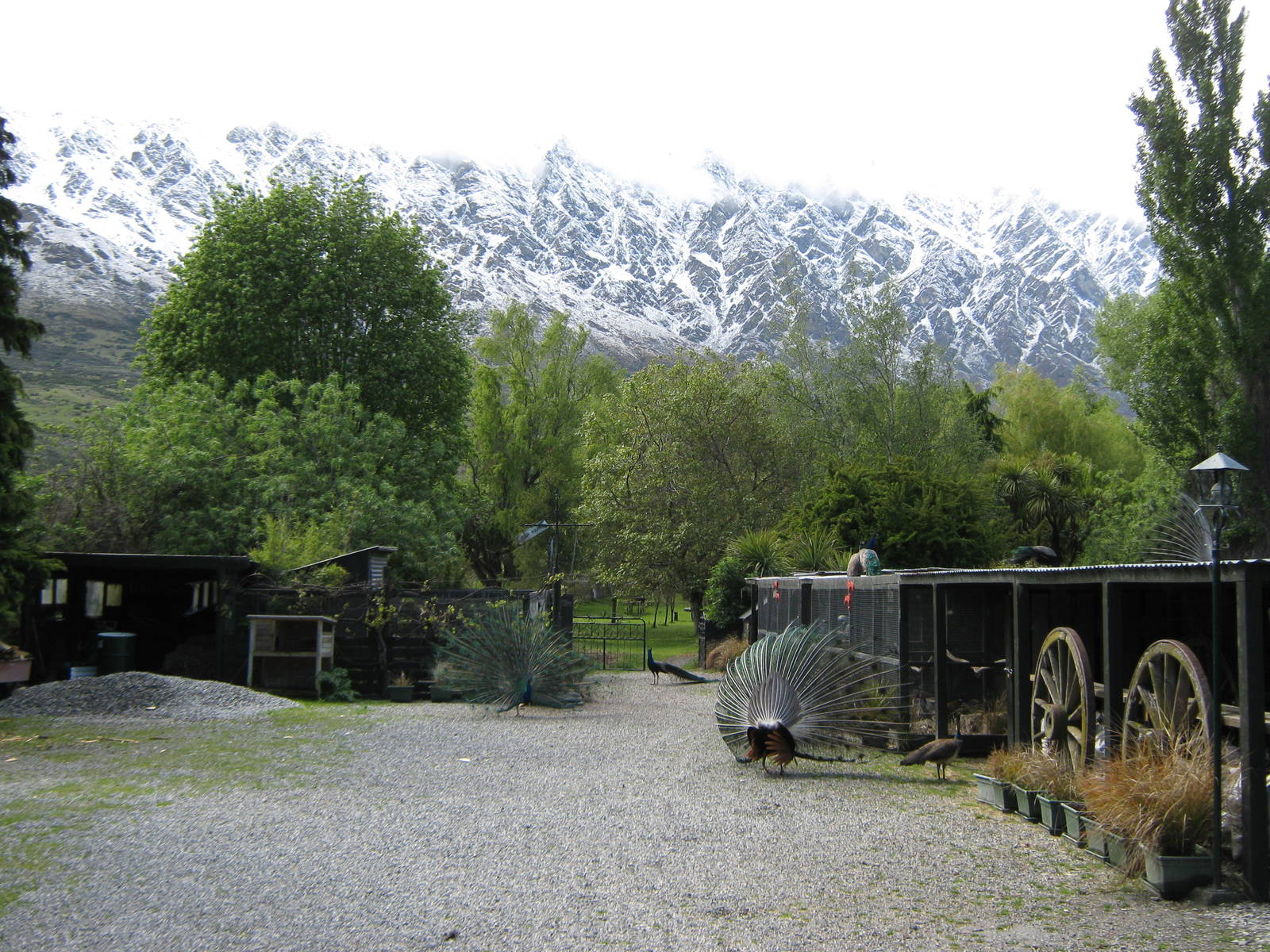 pheasant aviaries and free-roaming peacocks