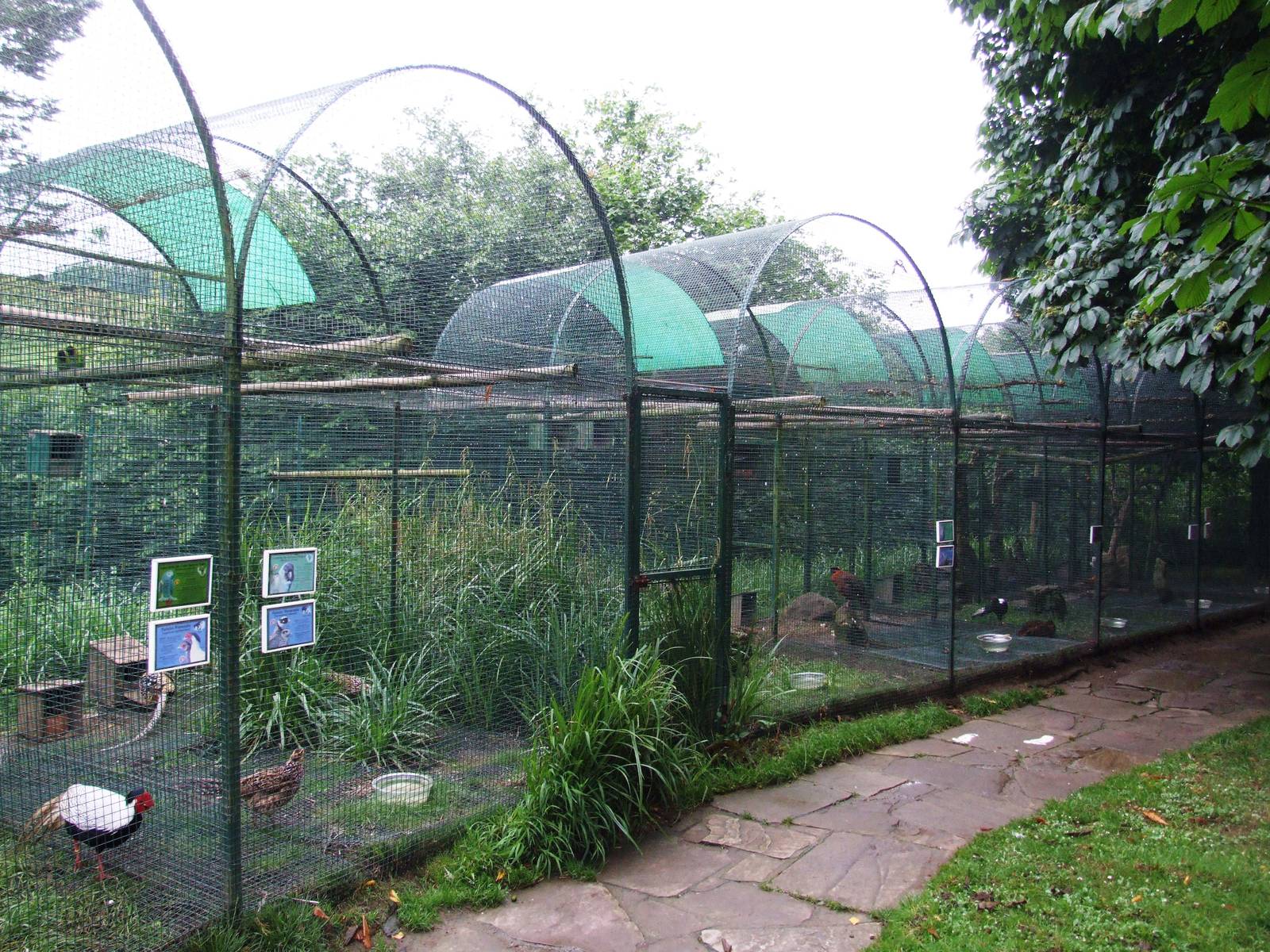 Pheasant Aviaries at Santillana del Mar, 13/06/15