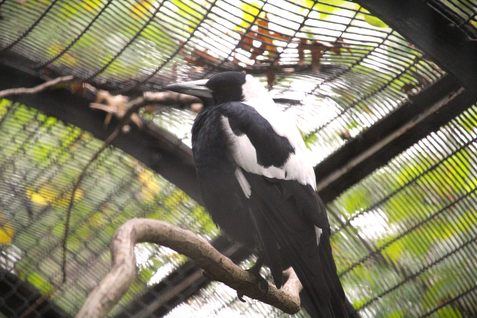 Pheasant Aviaries - Australian Magpie