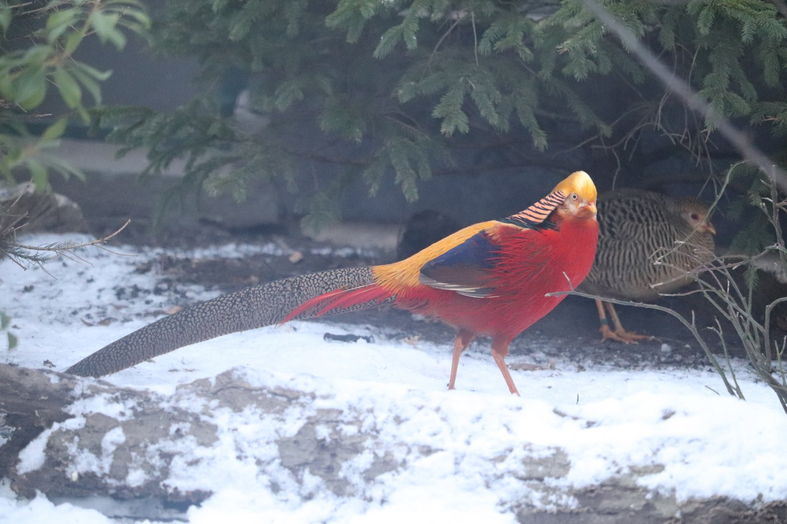 Pheasant Aviaries - Golden Pheasant