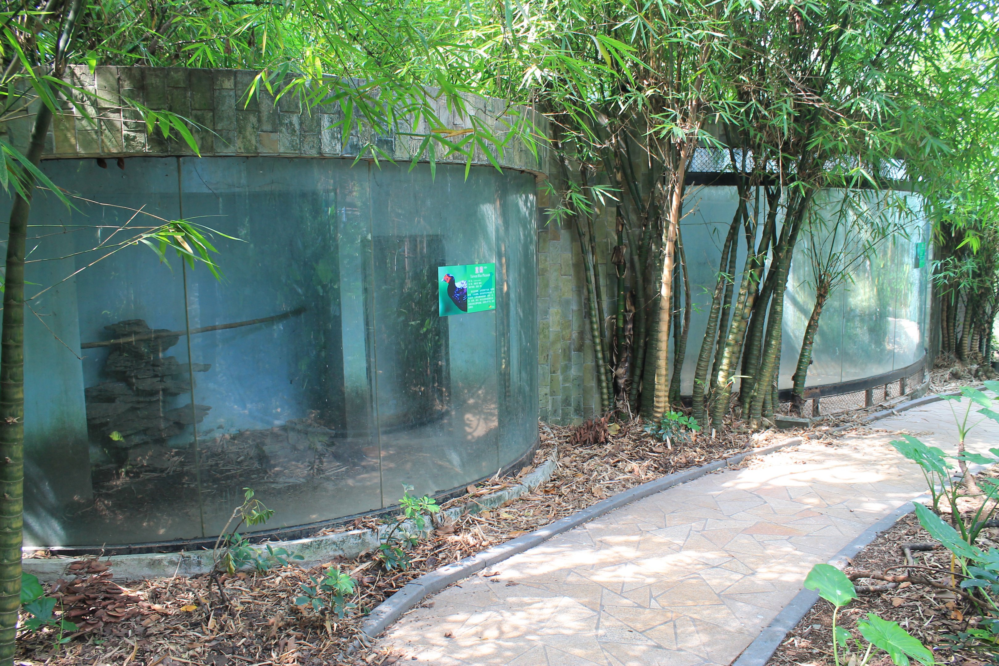 Pheasant aviaries in the walk-through aviary