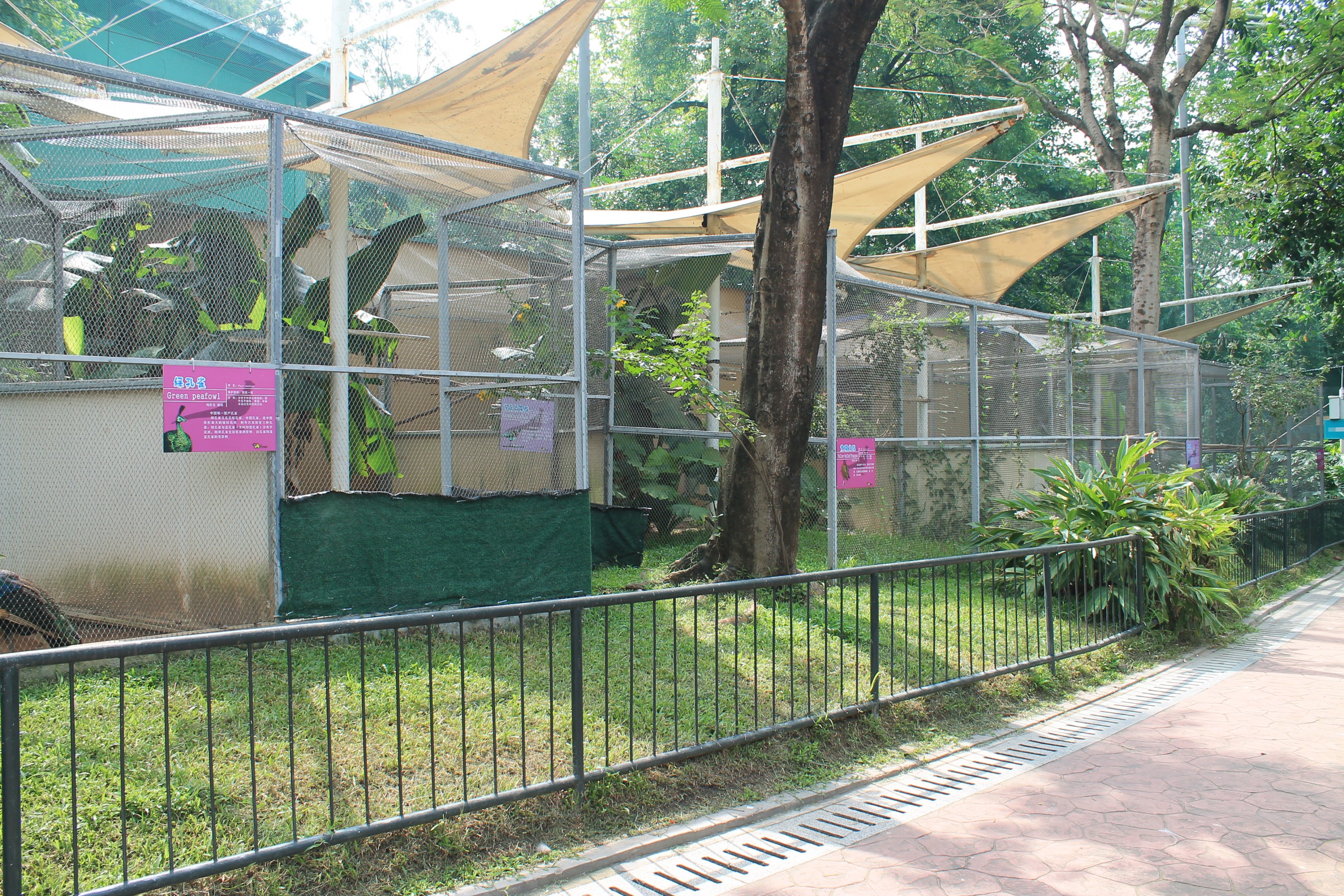 Pheasant aviaries in the walk-through aviary