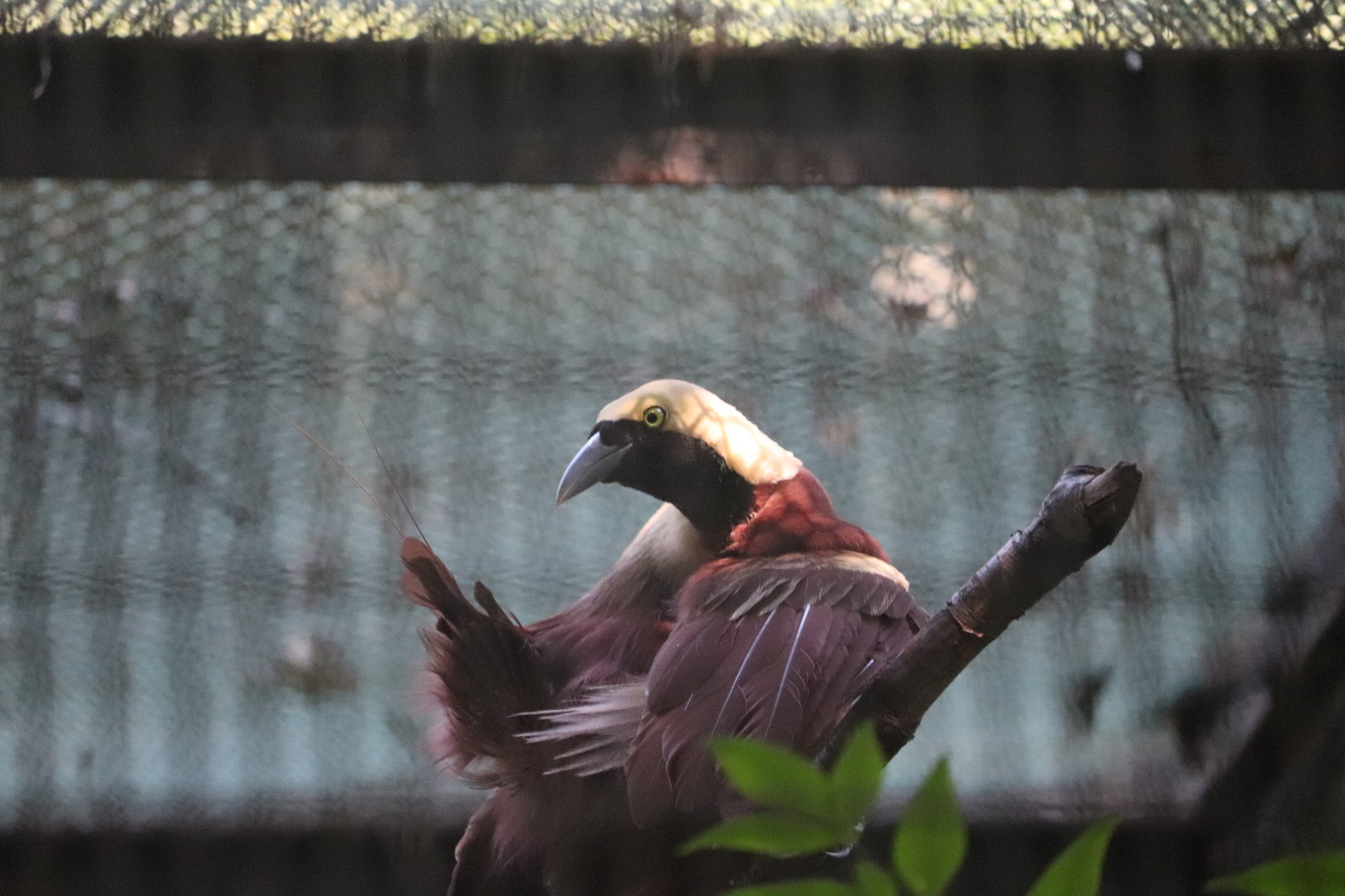Pheasant Aviaries - Lesser Bird-of-Paradise