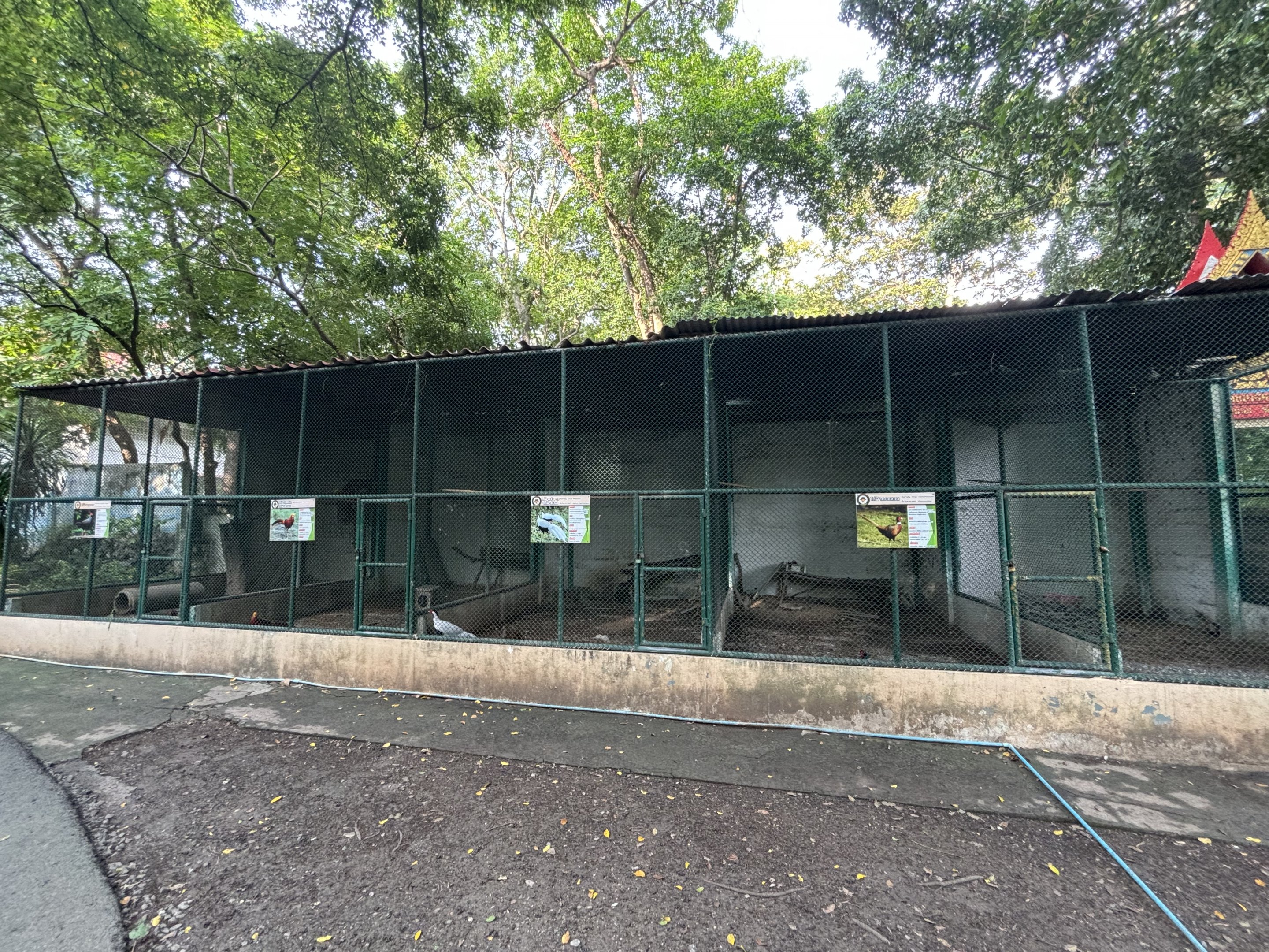 Pheasant Aviaries - Lopburi Zoo