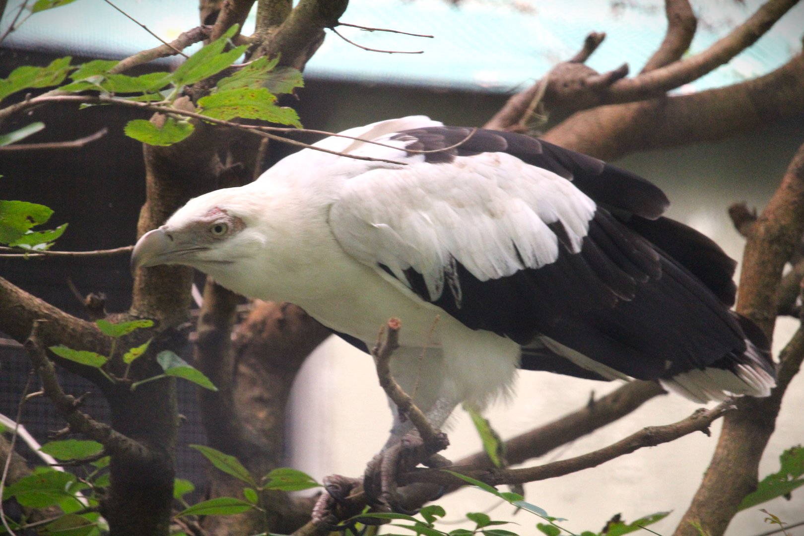 Pheasant Aviaries - Palm-nut Vulture