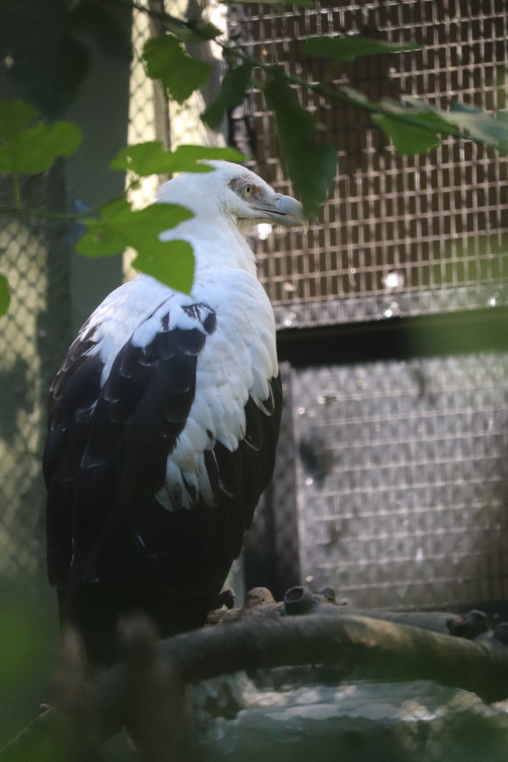Pheasant Aviaries - Palm-Nut Vulture