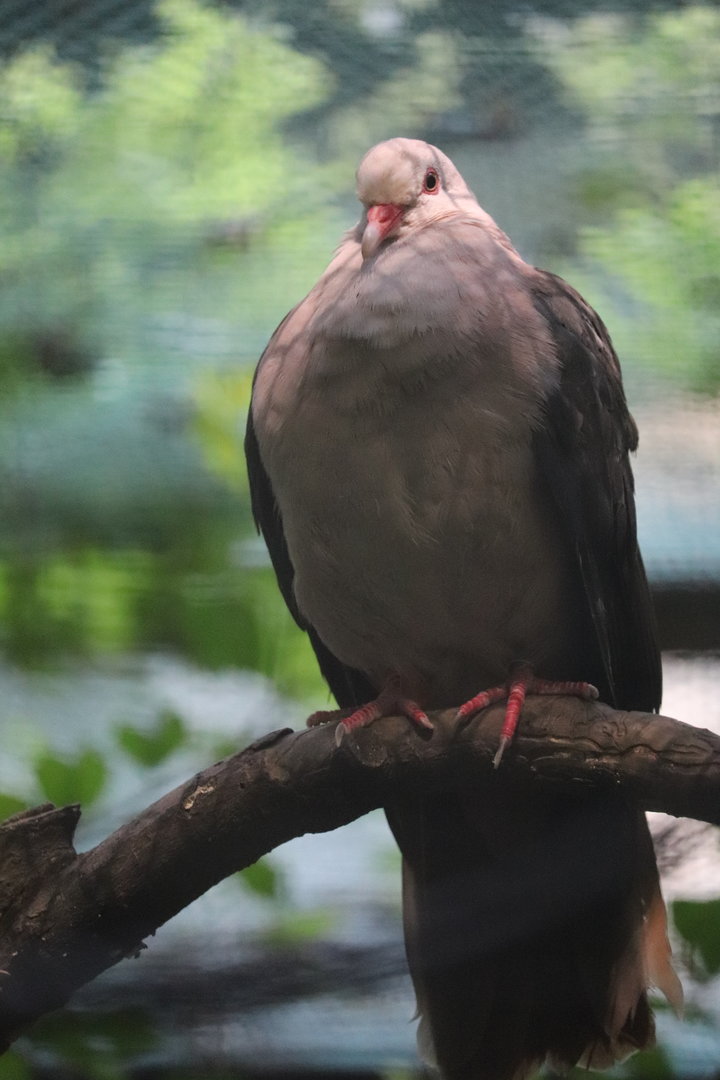 Pheasant Aviaries - Pink Pigeon