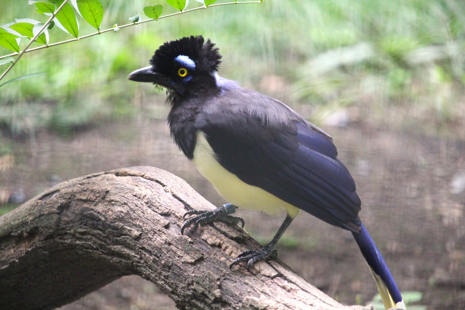 Pheasant Aviaries - Plush-crested Jay