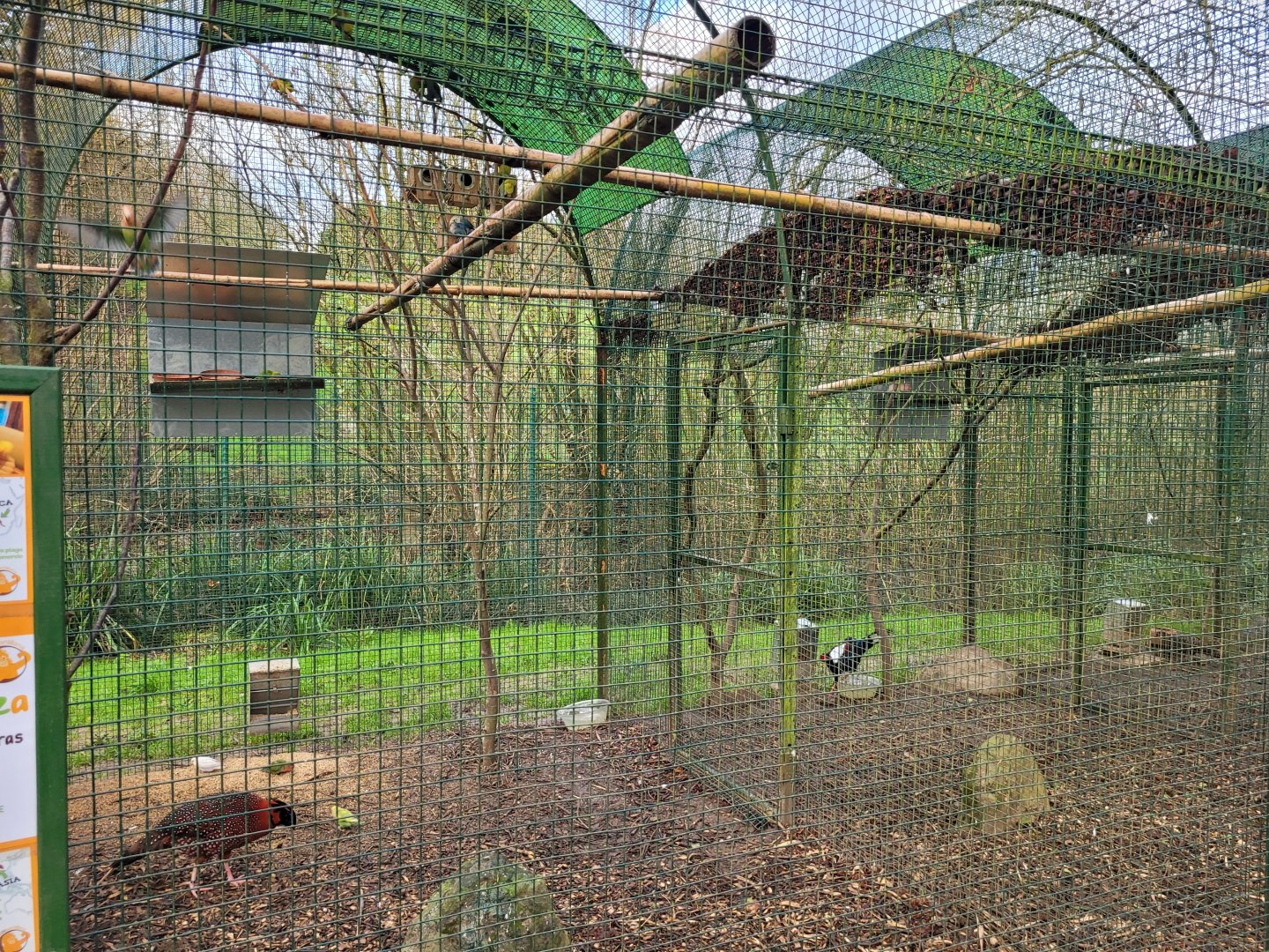 Pheasant aviaries -Zoo de Santillana del Mar (2023)