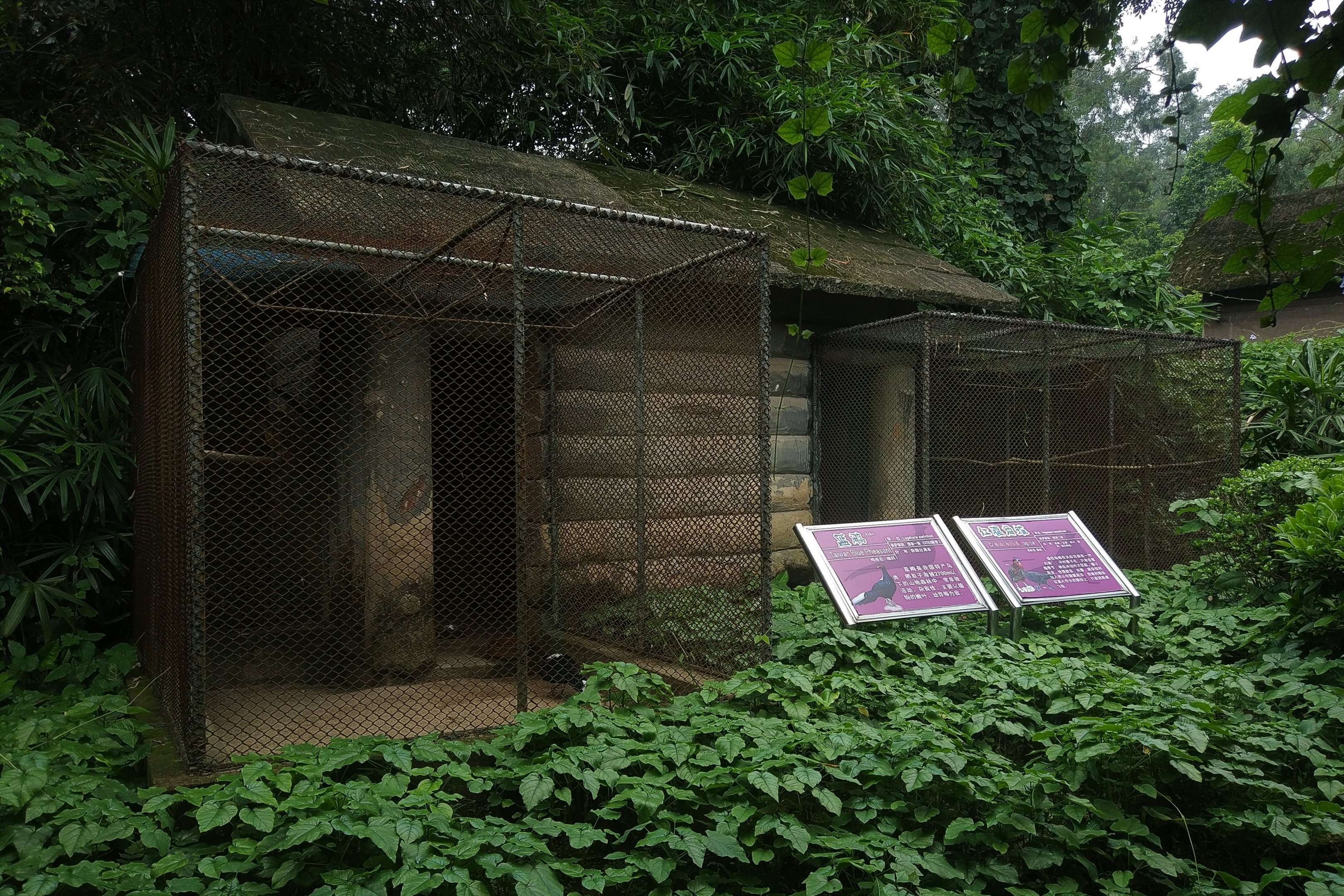 Pheasant Aviaries