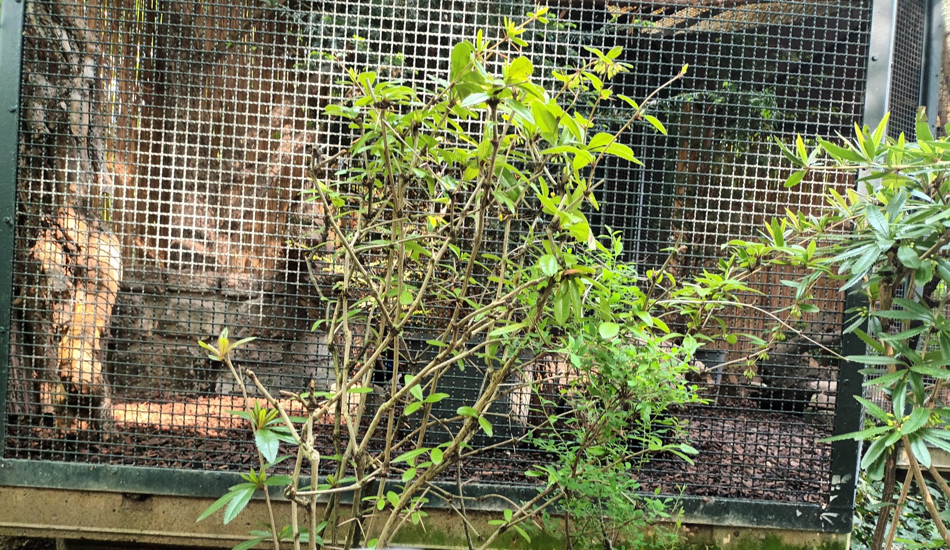Pheasant Aviary Example