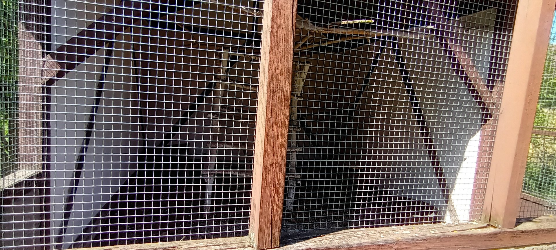 Pheasant Aviary Example