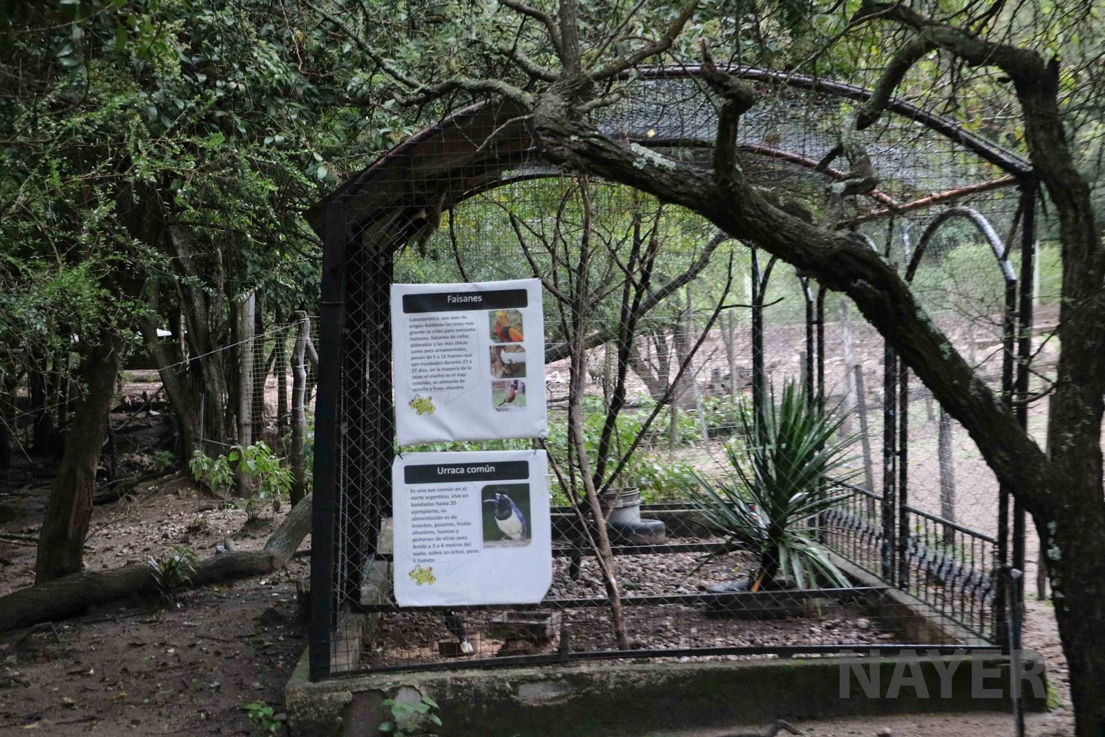 Pheasant aviary - Tatu Carreta, April 2016.