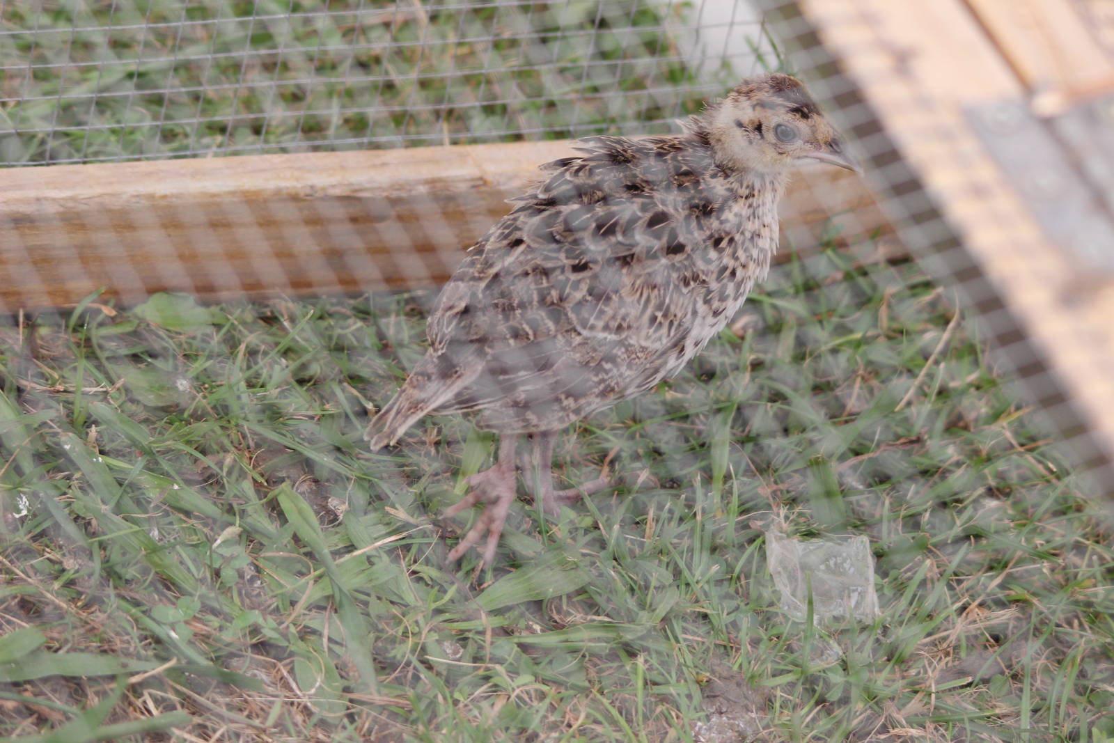 Pheasant Chick; Horowhenua A P I Show