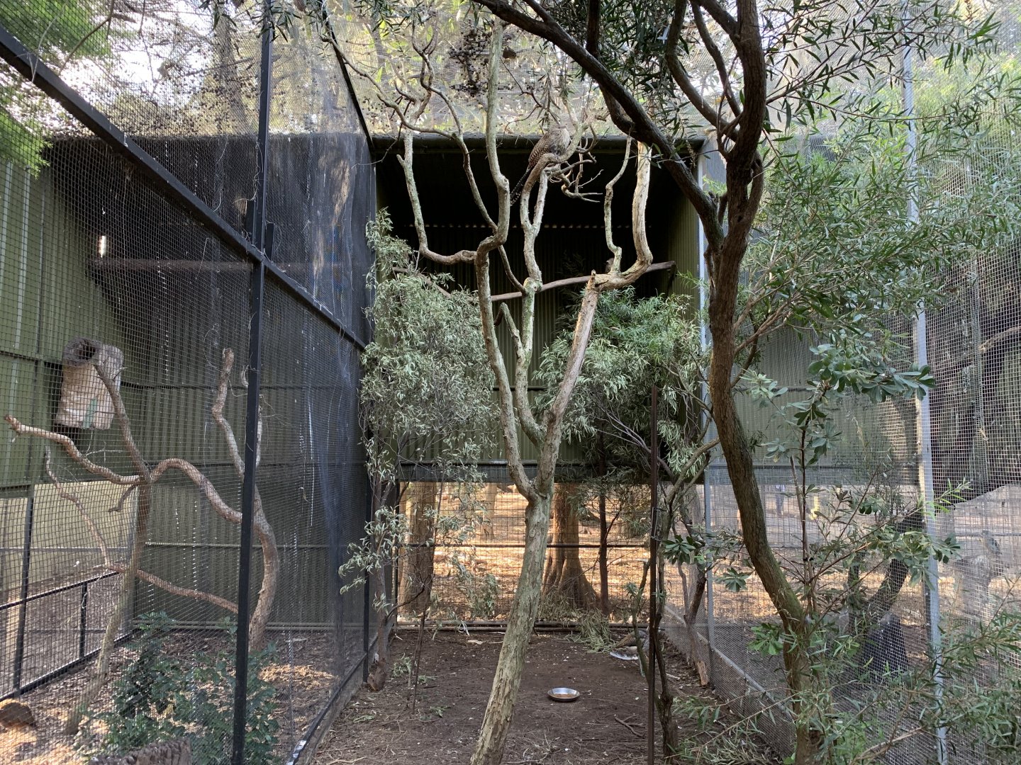 Pheasant Coucal Aviary