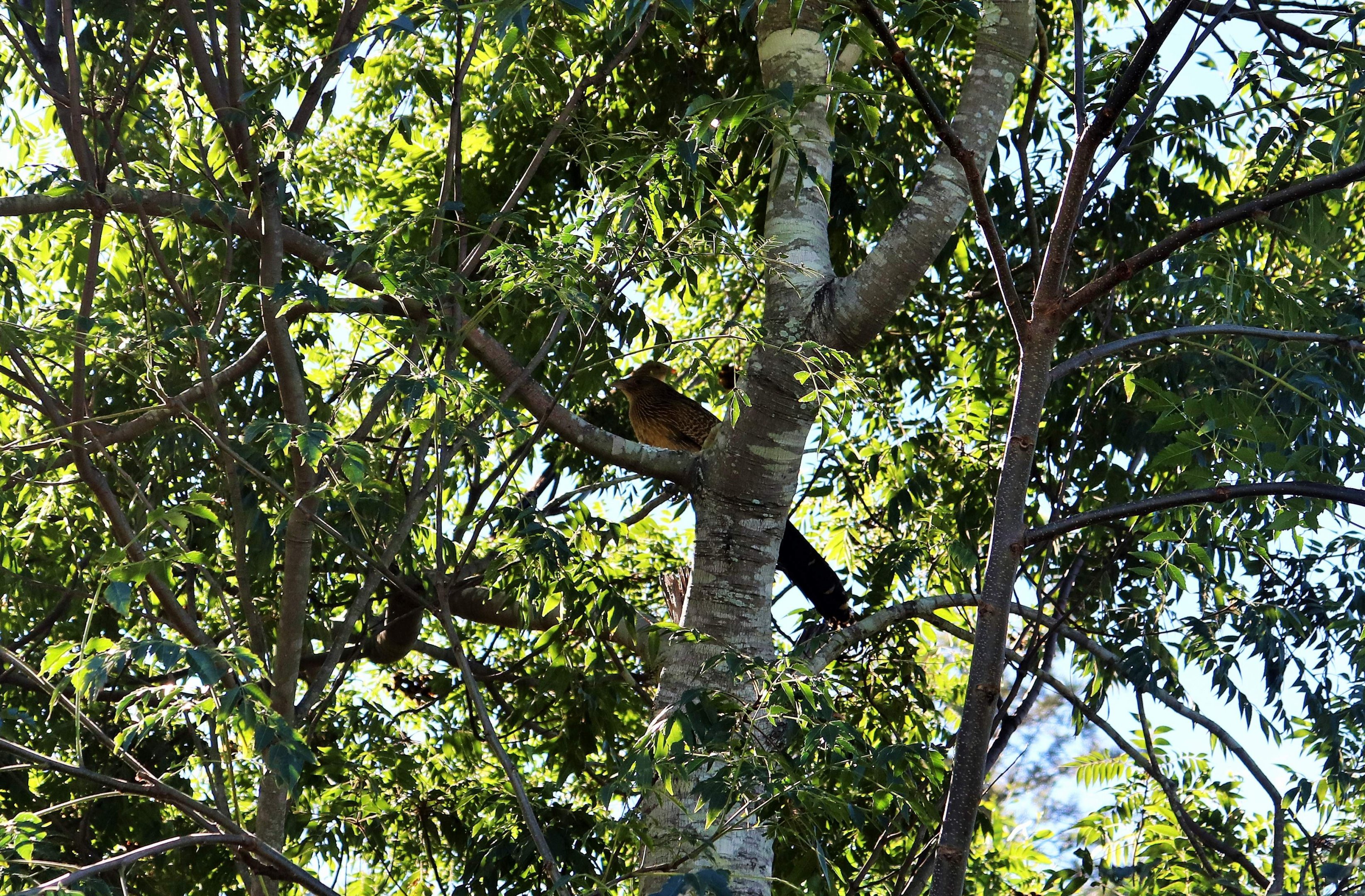 Pheasant Coucal (Centropus phasianinus phasianinus)