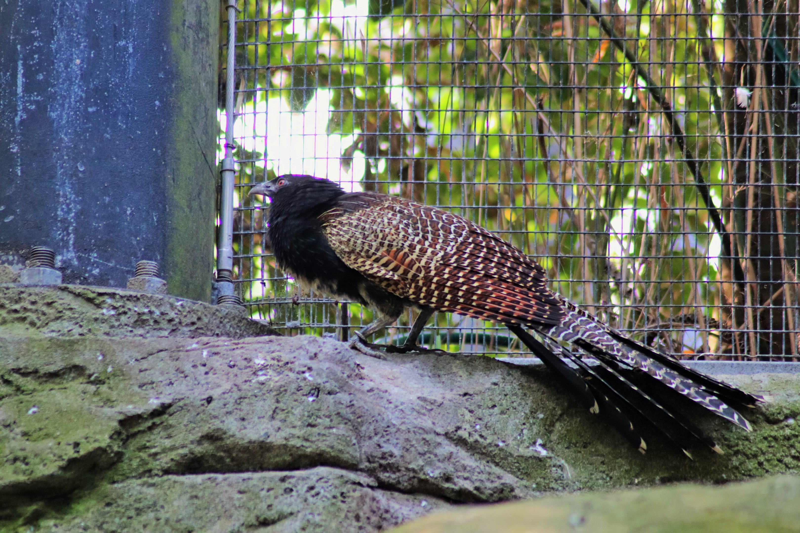 Pheasant Coucal (Centropus phasianinus)