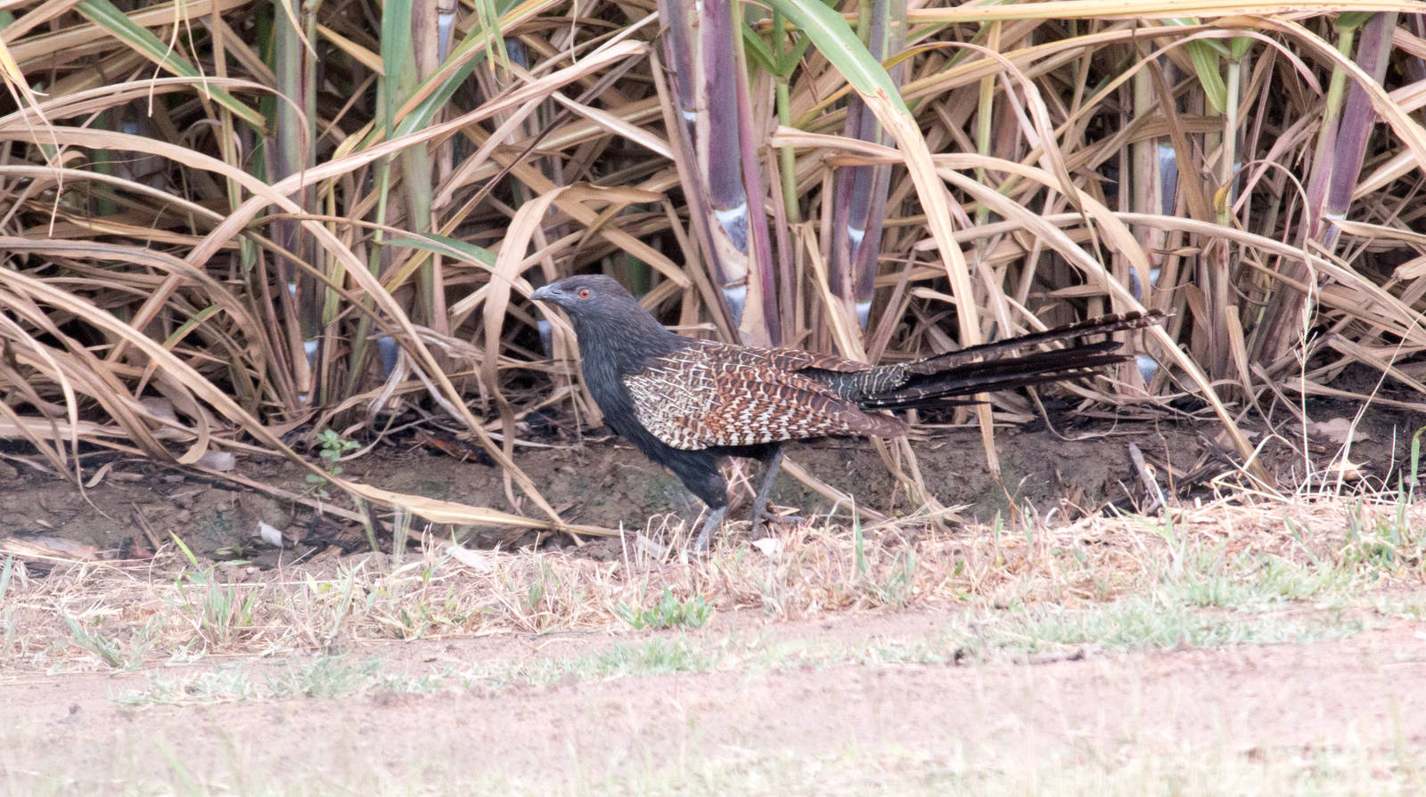 Pheasant Coucal