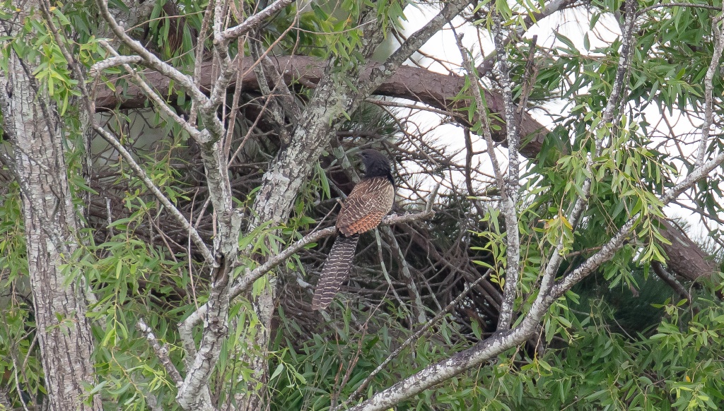 Pheasant Coucal