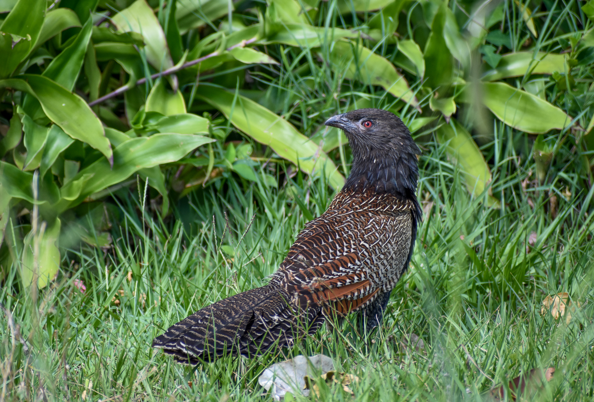 Pheasant Coucal