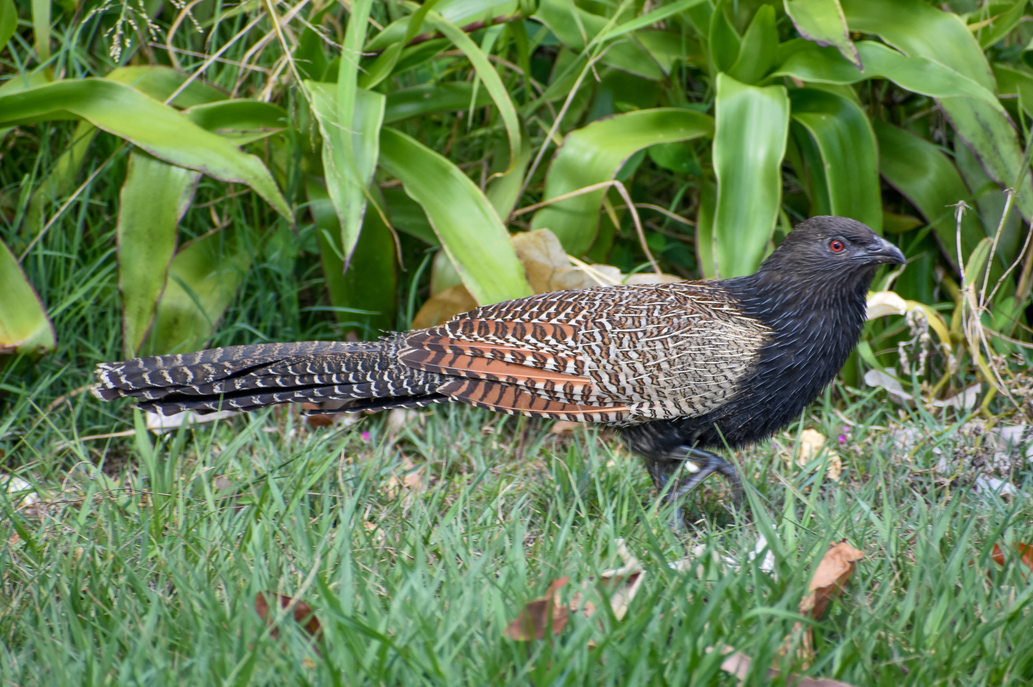 Pheasant Coucal
