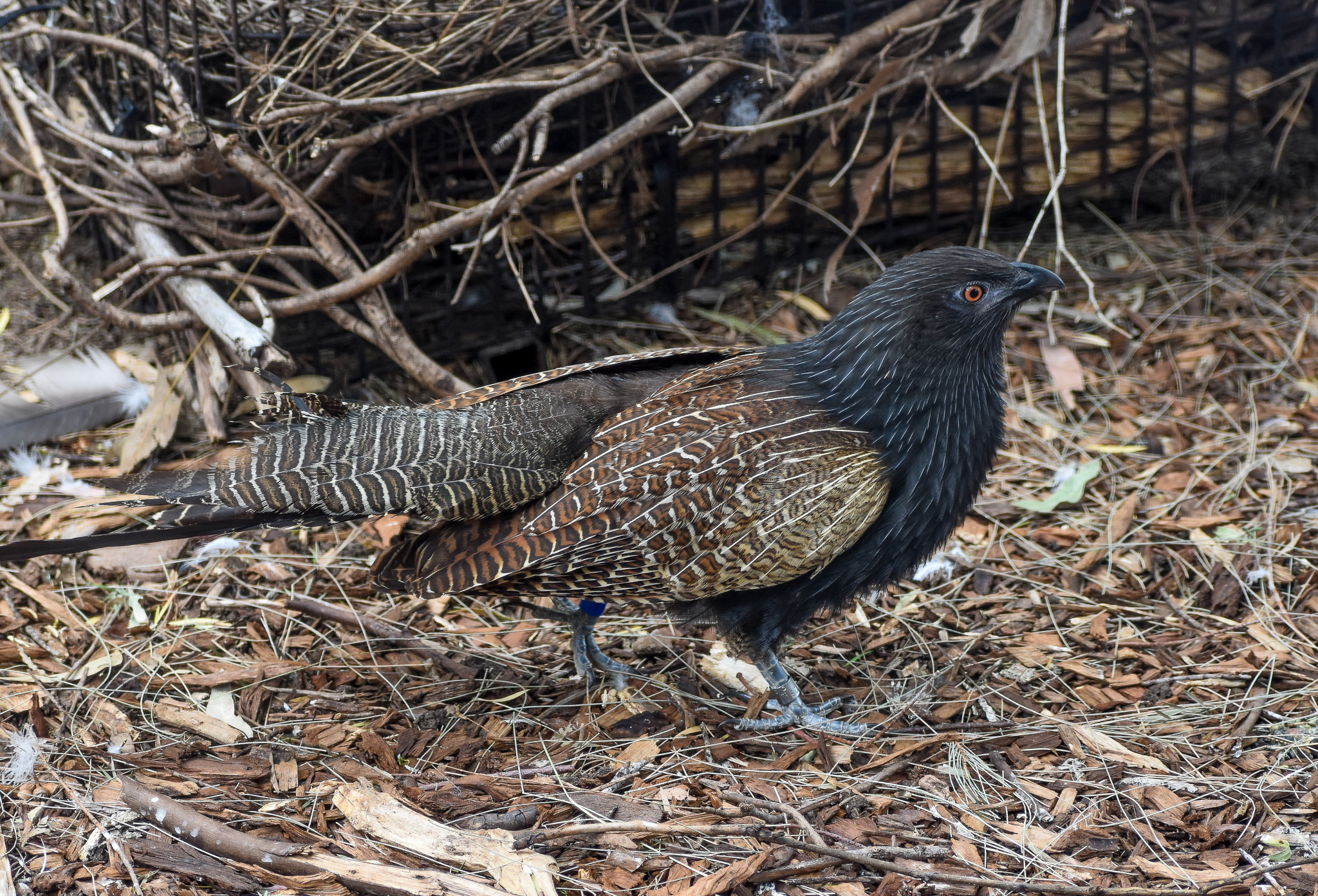 Pheasant Coucal