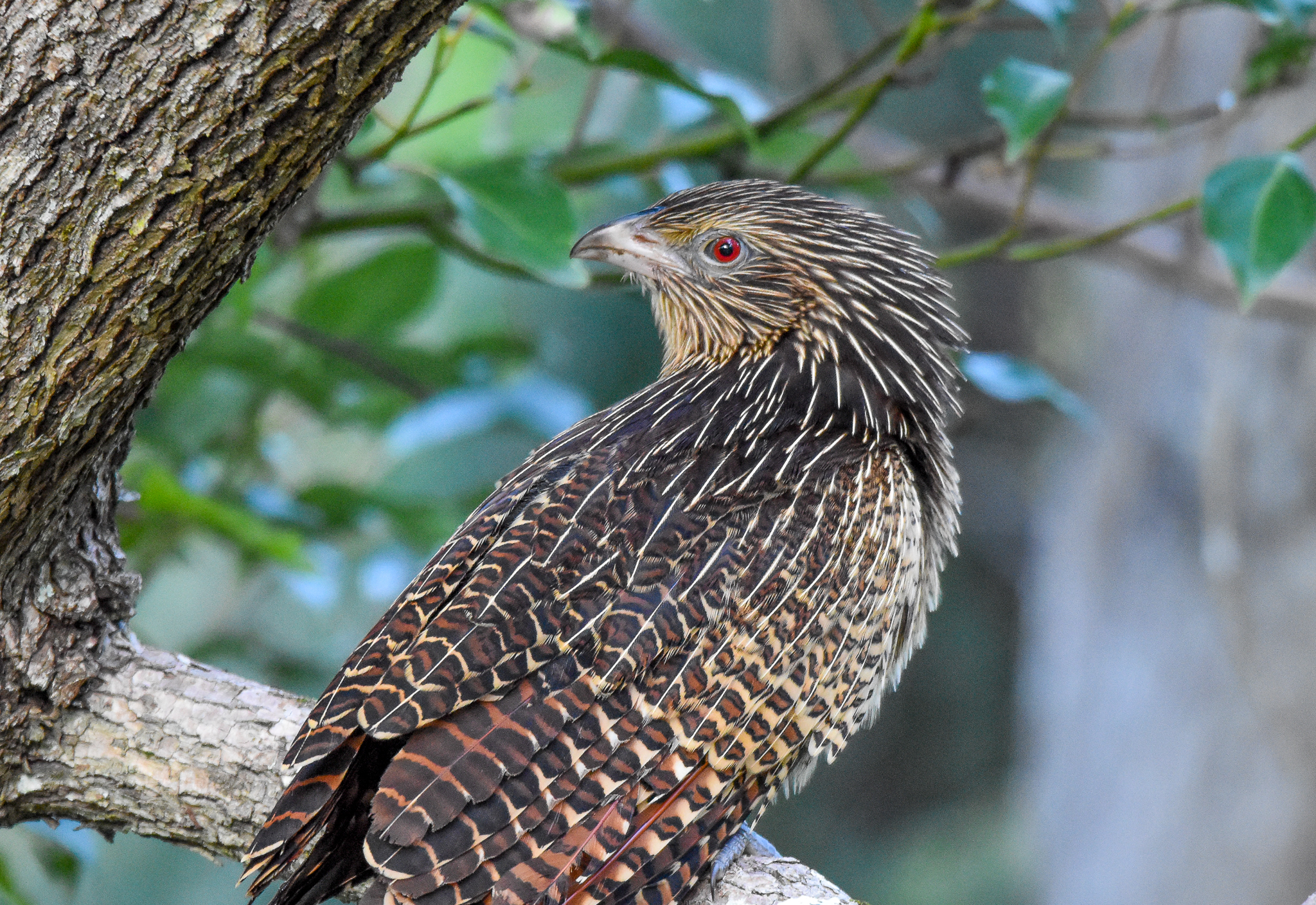Pheasant Coucal