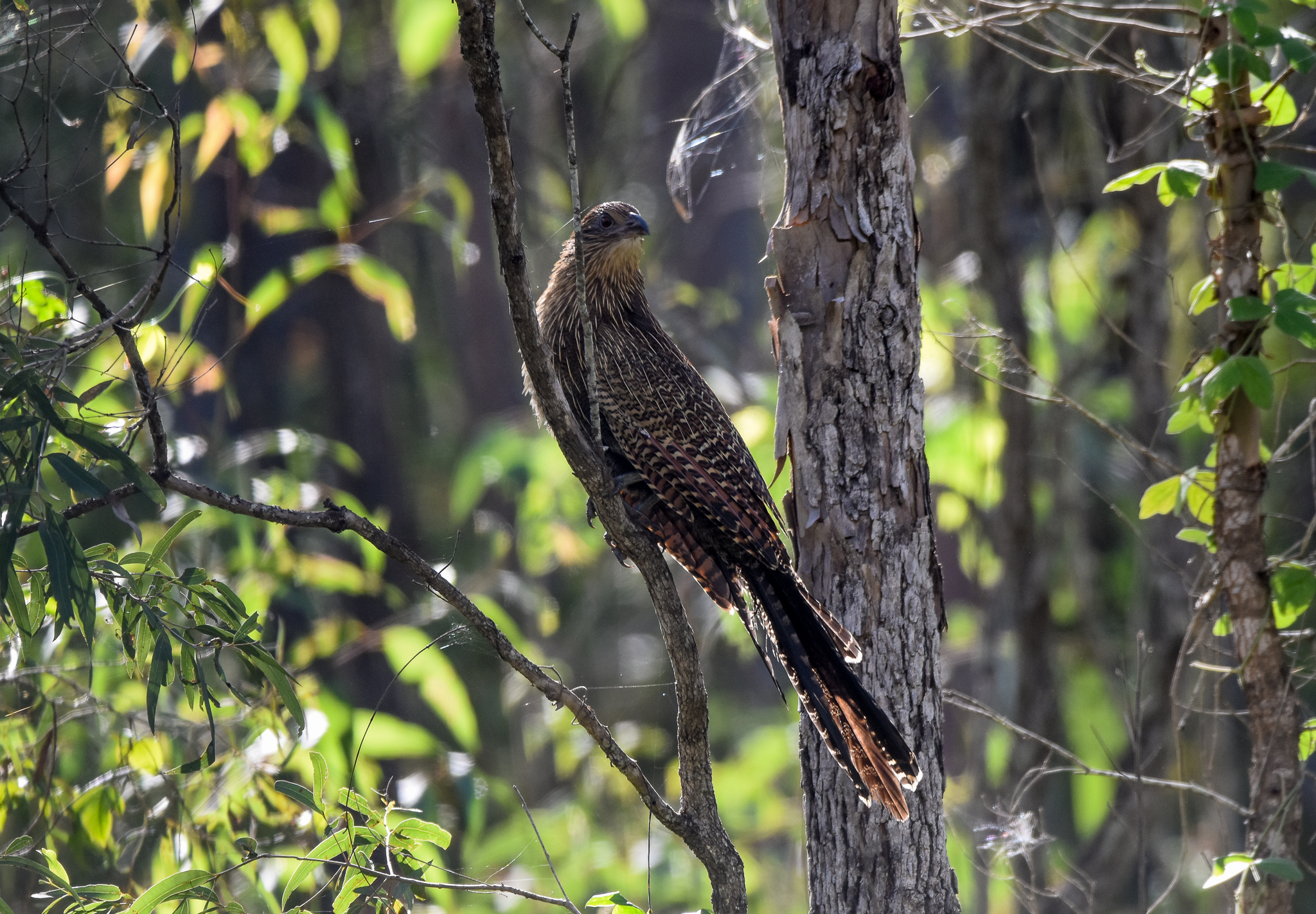 Pheasant Coucal