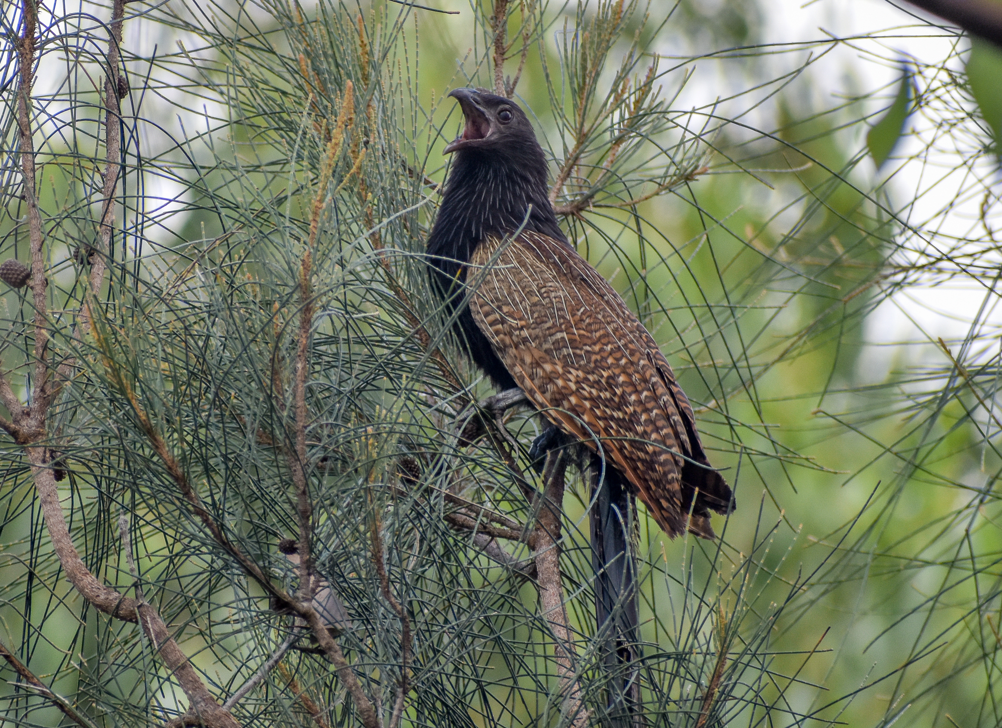 Pheasant Coucal