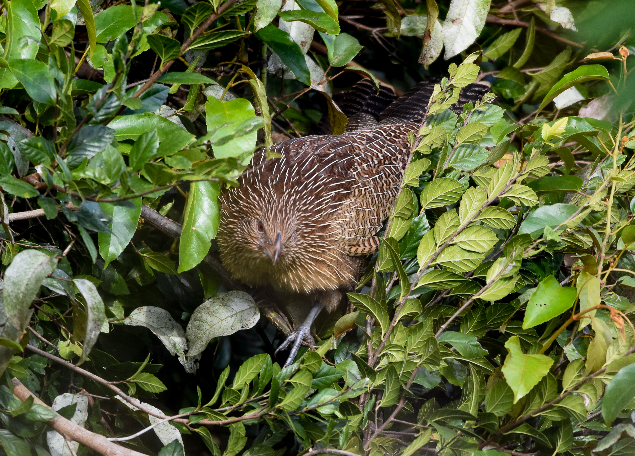 Pheasant Coucal