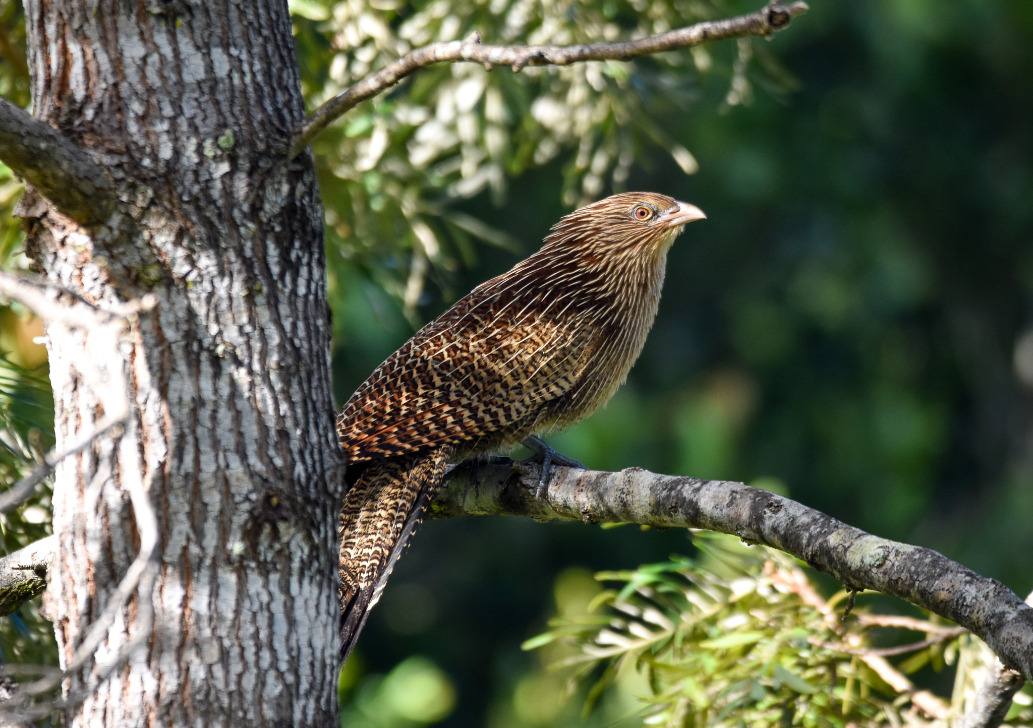 Pheasant Coucal