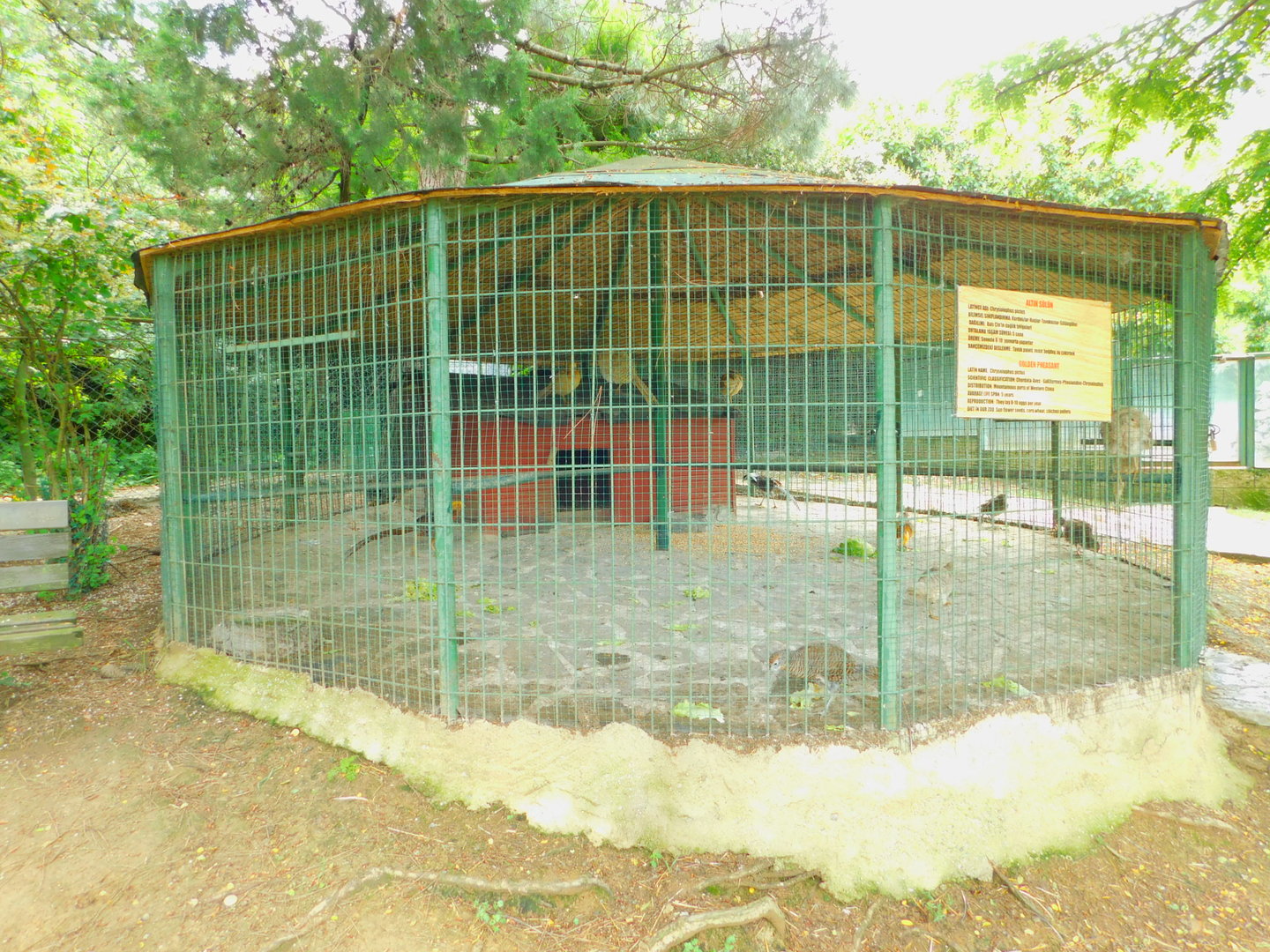 Pheasant Enclosure