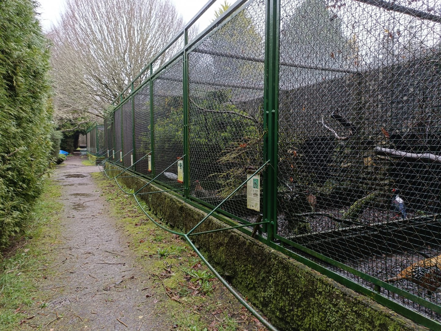 Pheasant exhibits - Avifauna Lugo