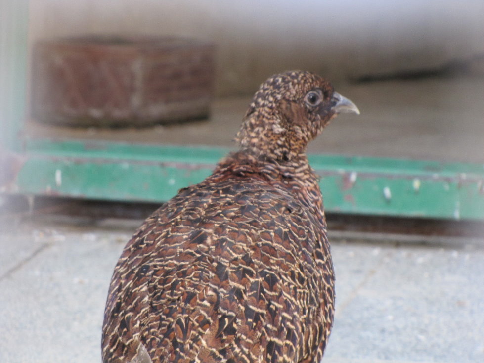 Pheasant female(tehran zoo)