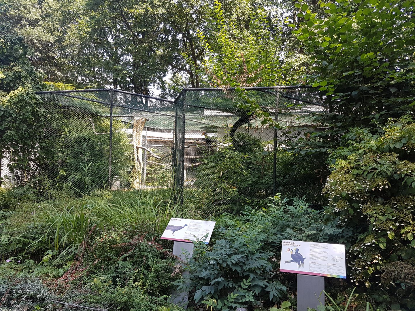 Pheasant - Hornbill aviary