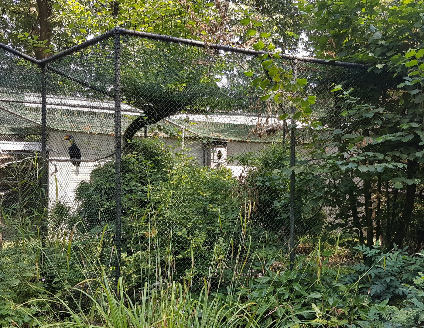 Pheasant - Hornbill aviary