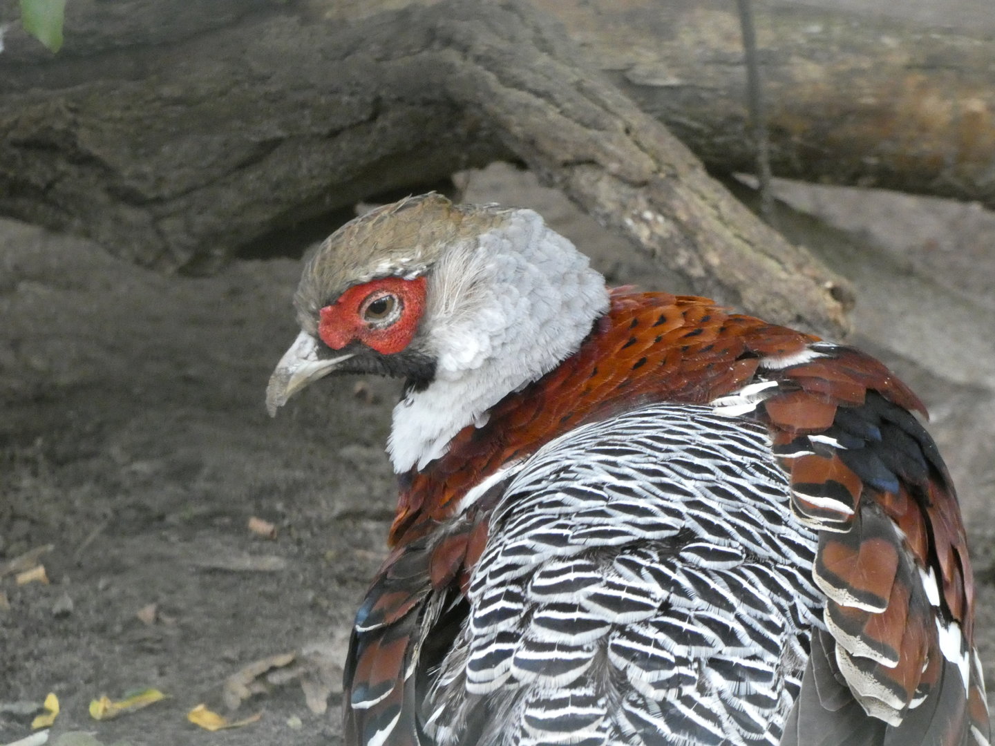 Pheasant ID? - Berlin Tierpark